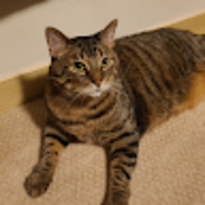 Meet your Posher, Lauren